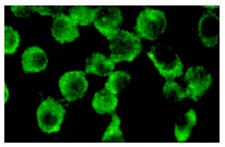  galectin-9 (M-20): sc-19294. Immunofluorescence staining of methanol-fixed NIH/3T3 cells showing cytoplasmic localization.