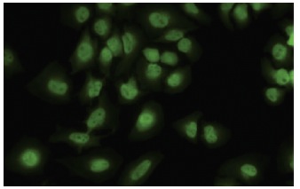  ALG-2 (AA8): sc-101209. Immunofluorescence staining of paraformaldehyde-fixed HeLa cells showing nuclear and cytoplasmic localization.