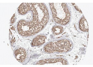  Gas1 (C-17): sc-9585. Immunoperoxidase staining of formalin fixed, paraffin-embedded human testis tissue showing cytoplasmic staining of cell in seminiferus ducs & Leydig cells at low magnification. Kindly provided by The Swedish Human Protein Atlas (HPA) program.