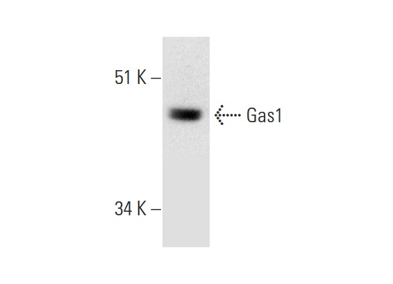  Gas1 (H-300): sc-33175. Western blot analysis of Gas1 expression in MCF7 whole cell lysate.