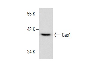  Gas1 (M-18): sc-9586. Western blot analysis of Gas1 expression in NIH/3T3 whole cell lysate.