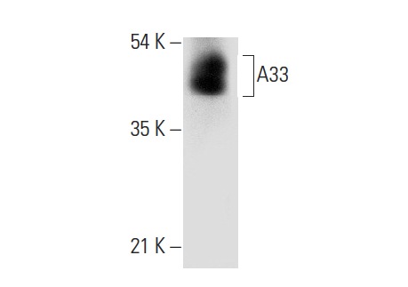  A33 (E-8): sc-398702. Western blot analysis of A33 expression in mouse small intestine tissue extract.