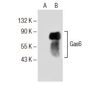  Gas6 (A-9): sc-376087. Western blot analysis of Gas6 expression in non-transfected: sc-117752 (A) and human Gas6 transfected: sc-115479 (B) 293T whole cell lysates.