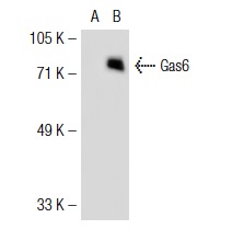  Gas6 (C-20): sc-1935. Western blot analysis of Gas6 expression in non-transfected: sc-117752 (A) and human Gas6 transfected: sc-115479 (B) 293T whole cell lysates.