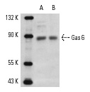  Gas6 (N-20): sc-1936. Western blot analysis of Gas6 expression in SH-SY5Y (A) and SK-N-SH (B) whole cell lysates.