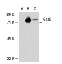  Gas6 (N-20): sc-1936. Western blot analysis of Gas6 expression in non-transfected 293T: sc-117752 (A), human Gas6 transfected 293T: sc-115479 (B) and SK-N-SH (C) whole cell lysates.