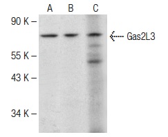  Gas2L3 (K-18): sc-137492. Western blot analysis of Gas2L3 expression in MCF7 (A) and U-2 OS (B) whole cell lysates and mouse brain tissue extract (C).