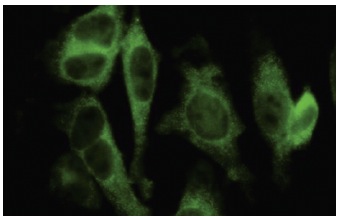  GSDMDC1 (64-Y): sc-81868. Immunofluorescence staining of paraformaldehyde-fixed HeLa cells showing cytoplasmic localization.