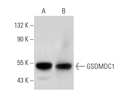  GSDMDC1 (H-11): sc-393581. Western blot analysis of GSDMDC1 expression in rat spleen tissue extract (A) and WEHI-3 whole cell lysate (B).