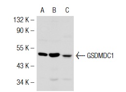  GSDMDC1 (C-18): sc-87149. Western blot analysis of GSDMDC1 expression in HeLa (A) ME-180 (B) and JAR (C) whole cell lysates.