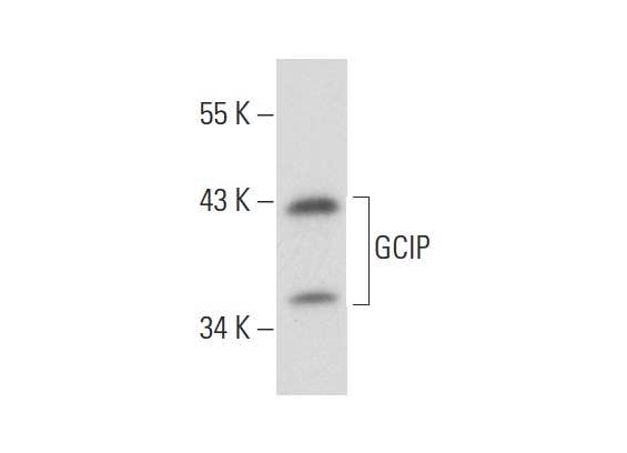  GCIP (E-19): sc-160360. Western blot analysis of GCIP expression in K-562 whole cell lysate.