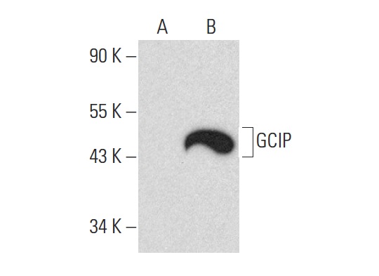  GCIP (E-19): sc-160360. Western blot analysis of GCIP expression in non-transfected: sc-117752 (A) and mouse GCIP transfected: sc-126895 (B) 293T whole cell lysates.