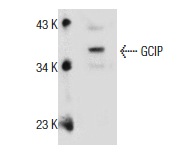  GCIP (E-19): sc-160360. Western blot analysis of GCIP expression in MCF7 whole cell lysate.