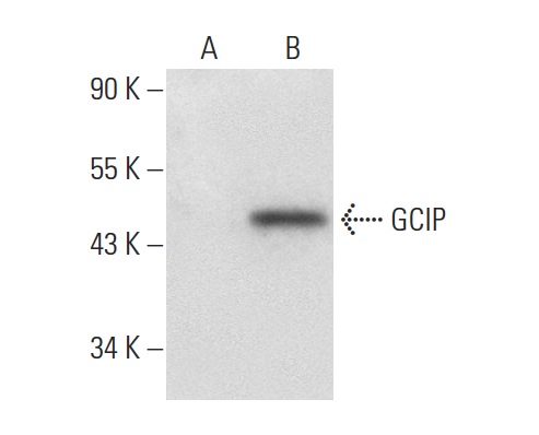  GCIP (S-14): sc-160362. Western blot analysis of GCIP expression in non-transfected: sc-117752 (A) and mouse GCIP transfected: sc-126895 (B) 293T whole cell lysates.