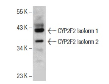  GCIP (S-14): sc-160362. Western blot analysis of GCIP expression in MCF7 whole cell lysate.