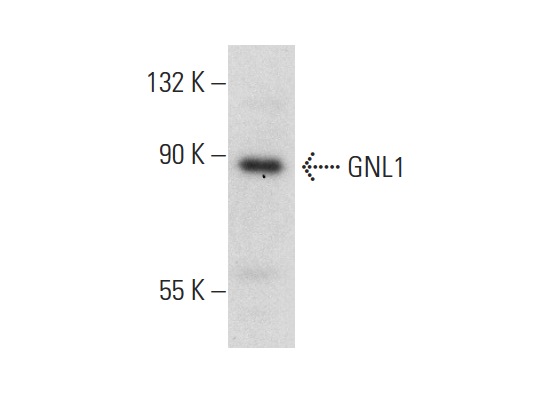  GNL1 (Q-15): sc-55833. Western blot analysis of GNL1 expression in NIH/3T3 whole cell lysate.