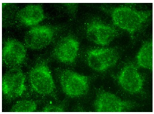  GNL1 (Q-15): sc-55833. Immunofluorescence staining of methanol-fixed HeLa cells showing nuclear and cytoplasmic localization.