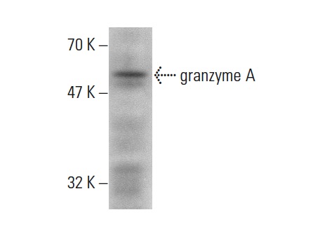  granzyme A (3G8.5): sc-33692. Western blot analysis of granzyme A expression in WEHI-231 whole cell lysate.