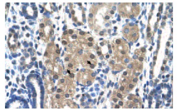  granzyme H (T-21): sc-133636. Immunoperoxidase staining of formalin-fixed, paraffin-embedded human kidney tissue showing nuclear and cytoplasmic localization.