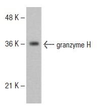  granzyme H (T-21): sc-133636. Western blot analysis of granzyme H expression in Jurkat whole cell lysate.