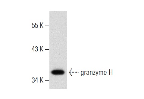  granzyme H (T-21): sc-133636. Western blot analysis of granzyme H expression in 293T whole cell lysate.