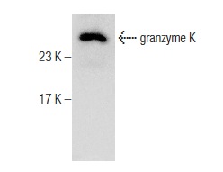  granzyme K (M-45): sc-292191. Western blot analysis of granzyme K expression in mouse PBL whole cell lysate.