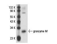  granzyme M (I-14): sc-51098. Western blot analysis of granzyme M expression in rat PBL whole cell lysate.