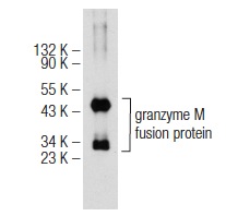  granzyme M (I-14): sc-51098. Western blot analysis of mouse recombinant granzyme M fusion protein.