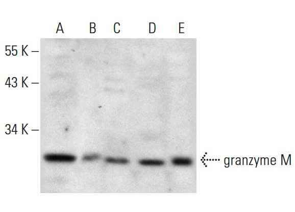  granzyme M (M-135): sc-134863. Western blot analysis of granzyme M expression in M1 (A), CTLL-2 (B), RBL-1 (C), NIH/3T3 (D) and WEHI-231 (E) whole cell lysates.