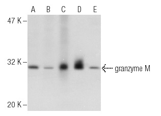  granzyme M (P-15): sc-51100. Western blot analysis of granzyme M expression in CTLL-2 (A), RAW 264.7 (B), mouse PBL (C), rat PBL (D), RBL-1 (E) and M1 (F) whole cell lysates.