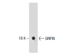  GRIFIN (50): sc-136350. Western blot analysis of GRIFIN expression in rat eye cell lysate.