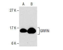  GRIFIN (50): sc-136350. Western blot analysis of GRIFIN expression in mouse eye (A) and rat eye (B) tissue extracts.