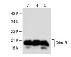  Grim19 (C-5): sc-365045. Western blot analysis of Grim19 expression in HeLa (A), Jurkat (B) and Hep G2 (C) whole cell lysates.