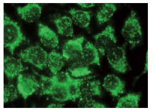  Grim19 (C-5): sc-365045. Immunofluorescence staining of methanol-fixed HeLa cells showing cytoplasmic localization.