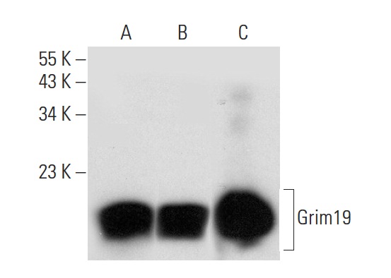  Grim19 (C-5): sc-365045. Western blot analysis of Grim19 expression in A549 (A) and Ramos (B) whole cell lysates and human heart tissue extract (C).