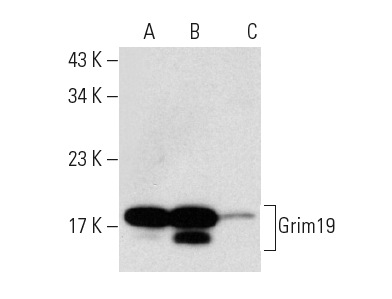  Grim19 (F-10): sc-365978. Western blot analysis of Grim19 expression in HeLa (A), A549 (B) and RAW 264.7 (C) whole cell lysates.