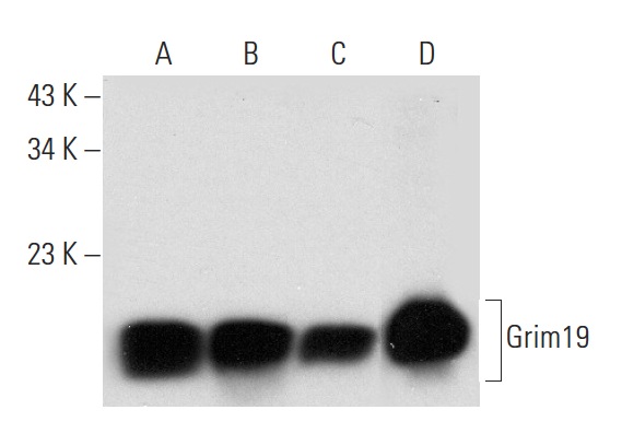  Grim19 (F-10): sc-365978. Western blot analysis of Grim19 expression in Jurkat (A), Hep G2 (B) and Ramos (C) whole cell lysates and human heart tissue extract (D).