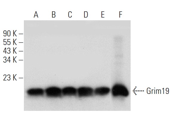  Grim19 (H-10): sc-514111. Western blot analysis of Grim19 expression in HeLa (A), A549 (B), Jurkat (C), Hep G2 (D) and Ramos (E) whole cell lysates and human heart tissue extract (F).