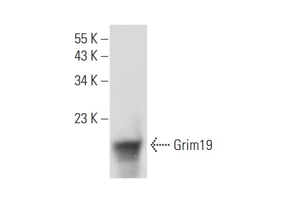  Grim19 (H-10): sc-514111. Western blot analysis of Grim19 expression in human PBL whole cell lysate.