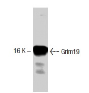  Grim19 (56): sc-136431. Western blot analysis of Grim19 expression in HeLa whole cell lysate.