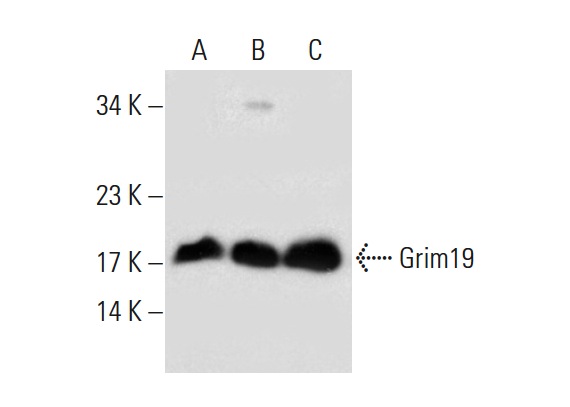  Grim19 (C-1): sc-271013. Western blot analysis of Grim19 expression in HeLa (A), Jurkat (B) and Ramos (C) whole cell lysates.