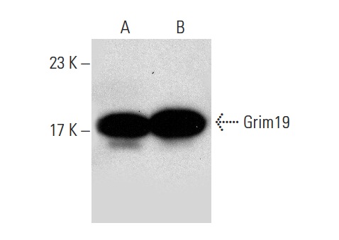  Grim19 (C-1): sc-271013. Western blot analysis of Grim19 expression in A549 (A) and RAW 264.7 (B) whole cell lysates.