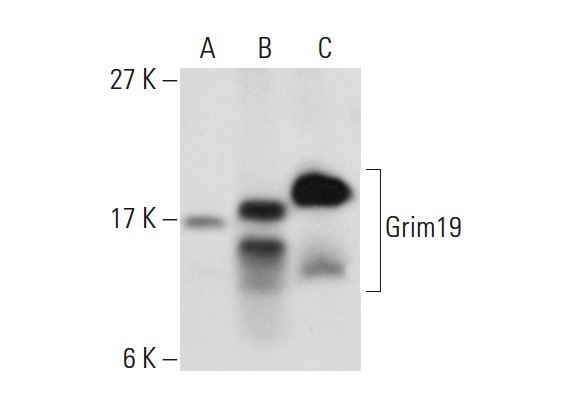  Grim19 (H-71) : sc-99086. Western blot analysis of Grim19 expression in Hep G2 whole cell lysate (A) and mouse liver (B) and rat kidney (C) tissue extracts.