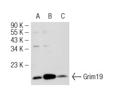  Grim19 (1A8): sc-66195. Western blot analysis of Grim19 expression in non-transfected 293T: sc-117752 (A), mouse Grim19 transfected 293T: sc-120630 (B) and HeLa (C) whole cell lysates.