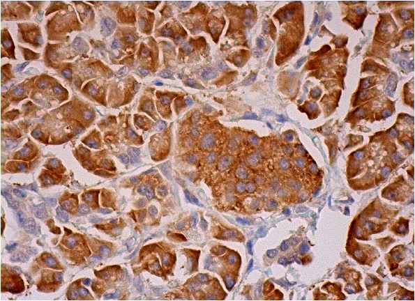  ARP (C-19): sc-34560. Immunoperoxidase staining of formalin fixed, paraffin-embedded human pancreas tissue showing cytoplasmic staining of exocrine glandular cells and Islets of Langerhans.