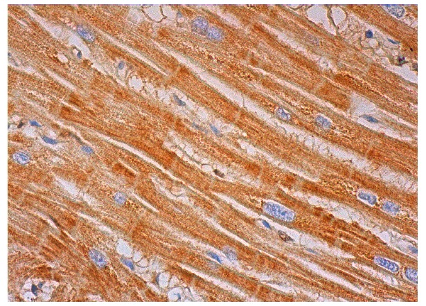  Grim19 (C-14): sc-47027. Immunoperoxidase staining of formalin fixed, paraffin-embedded human heart muscle tissue showing cytoplasmic staining of myocytes.