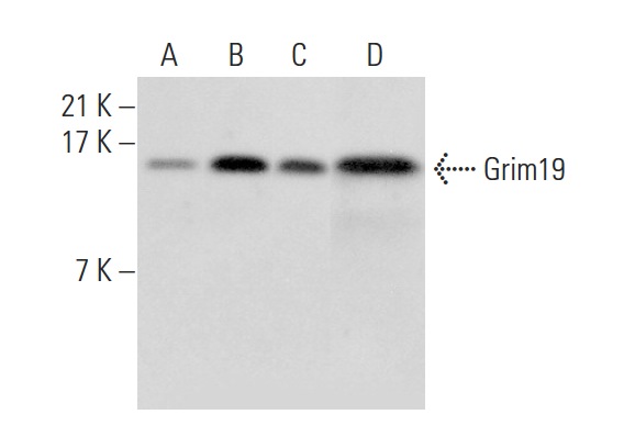  Grim19 (G-15): sc-324873. Western blot analysis of Grim19 expression in Jurkat (A), K-562 (B) and Hep G2 (C) whole cell lysates and mouse liver tissue extract (D).