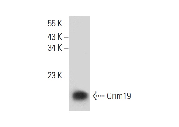  Grim19 (G-15): sc-324873. Western blot analysis of Grim19 expression in human heart tissue extract.