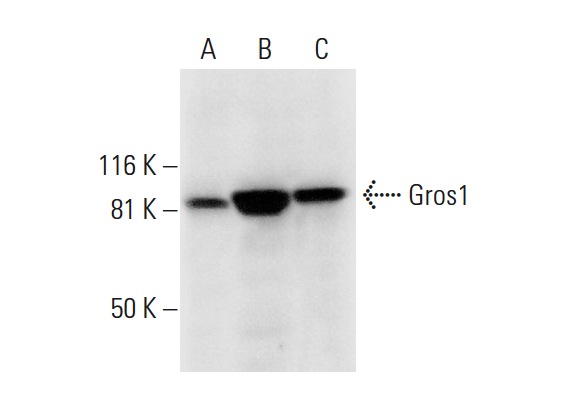  Gros1 (F-5): sc-393003. Western blot analysis of Gros1 expression in HeLa (A), Hs 181 Tes (B) and NIH/3T3 (C) whole cell lysates.