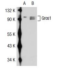  Gros1 (K-17): sc-23010. Western blot analysis of Gros1 expression in non-transfected: sc-117752 (A) and human Gros1 transfected: sc-111652 (B) 293T whole cell lysates.